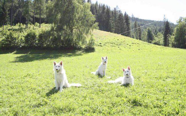 Sprawling Mansion near Ski Area in Salzburg