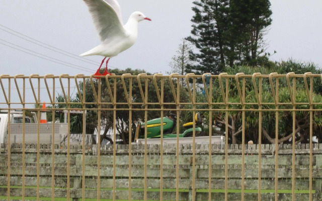 Lennox Head Beachfront Apartments
