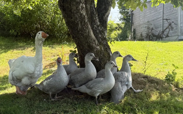Lydvale Lodge in Lifton