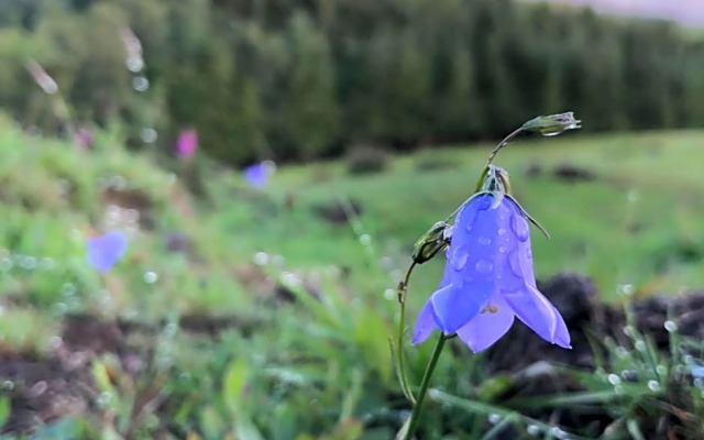 Belan Bluebell Woods Shepherds Hut