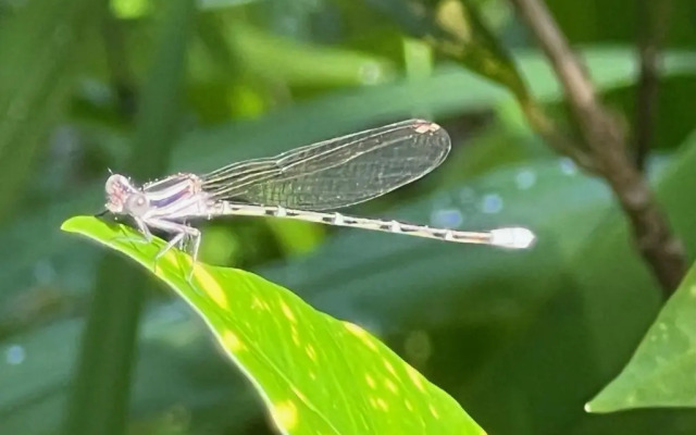 Palapa Hut Hostel & Camping