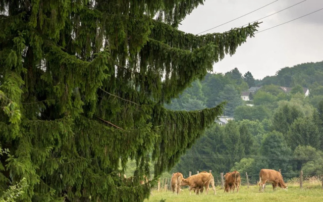 Ferienhaus Domblick Herkenrath