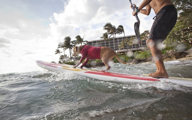 Turtle Bay Resort