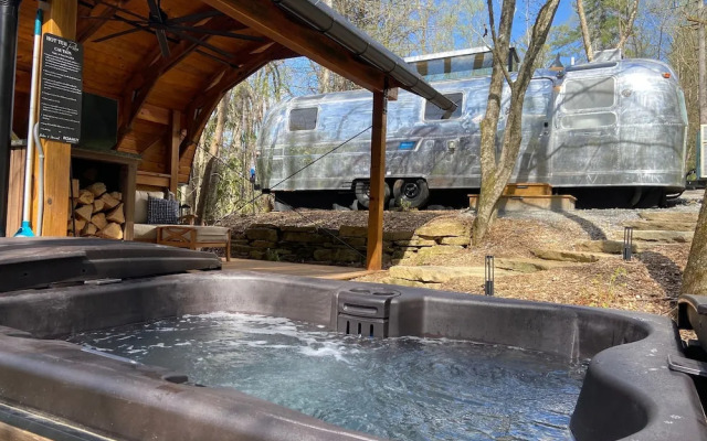Silver Fern in Pisgah Forest