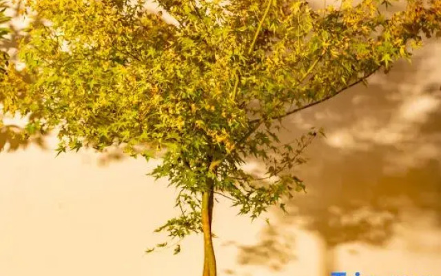 Yiyou homestay (Lijingmen, Shizi Street, Luoyi Ancient City)