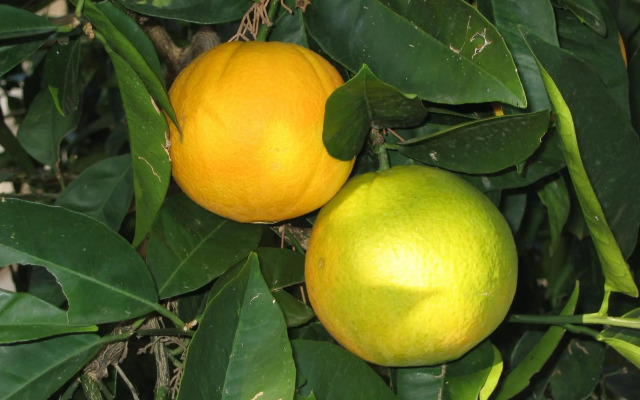 Villa By The Sea Near Dubrovnik