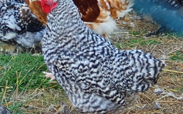 Double Decker Bus on an Alpaca Farm Sleeps 8