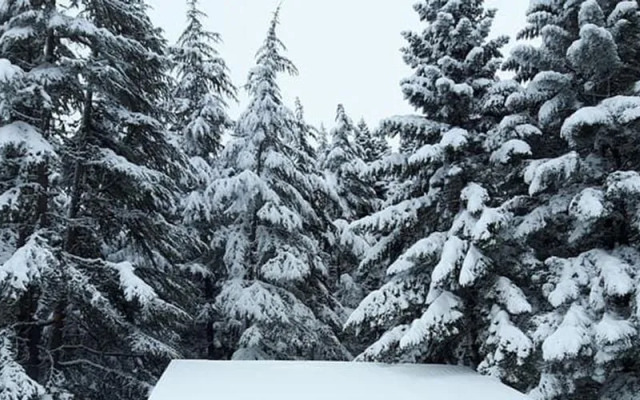 Başkonuş Yaylası Orman Evleri