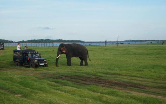 Sigiri Elephant View Guest