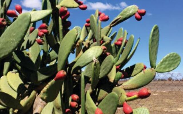 Boerfontein - Home of Olivision