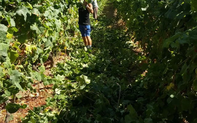 Quinta Do Acipreste (Antiga Quinta Da Torre)