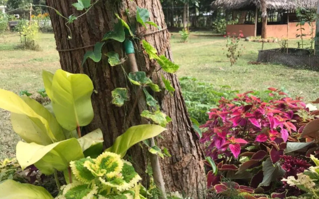 Peacock Resort Anuradhapura