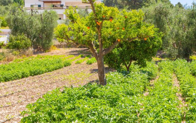 Villa Taglione (PES251)