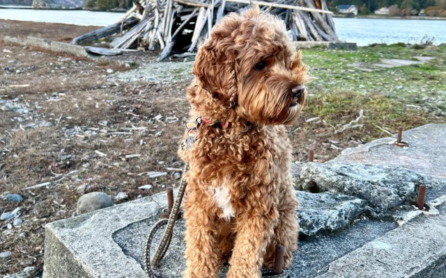 Seagull Studio Vacation Guest Suite