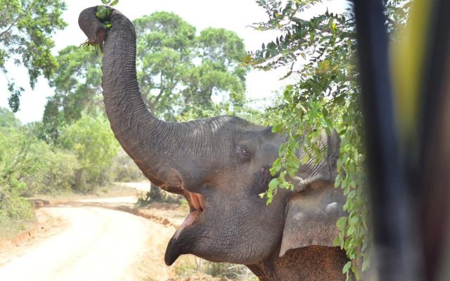 Camp Leopard - Yala Safari Glamping