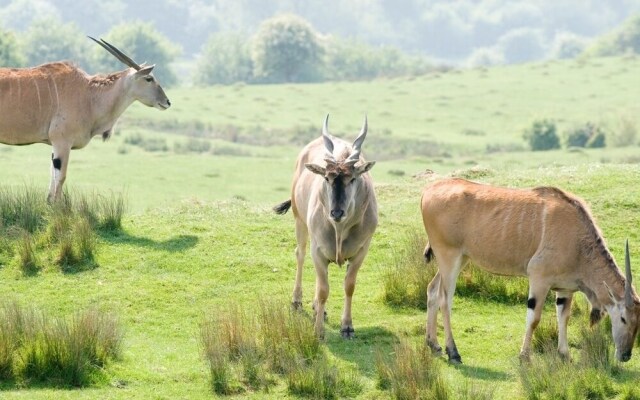 Port Lympne Reserve - Livingstone Lodge