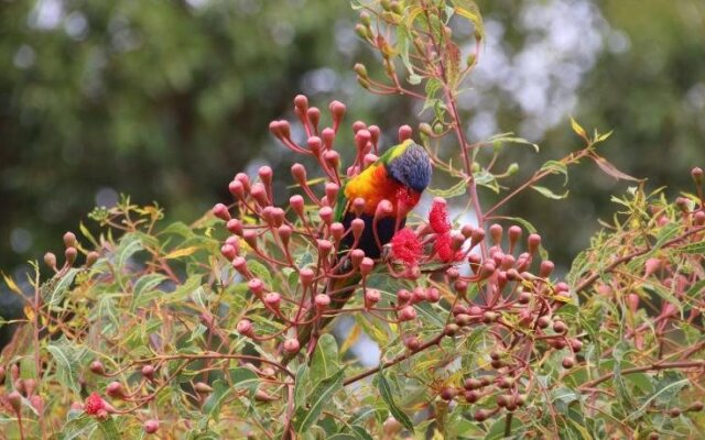 The Salamander Bay Bed and Breakfast