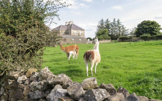 The Lazy Llama Shepherd Hut Campview Farm Stay