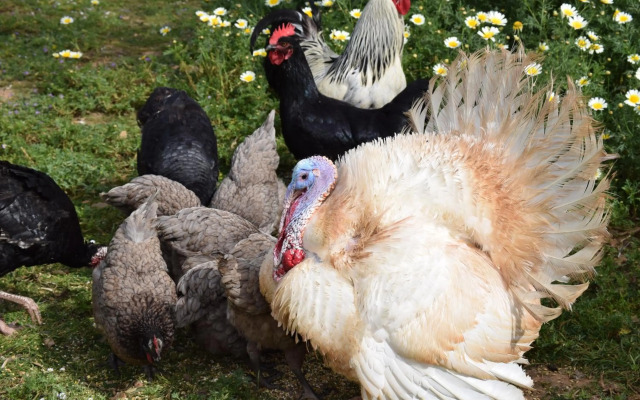 Petit Hotel Es Figueral