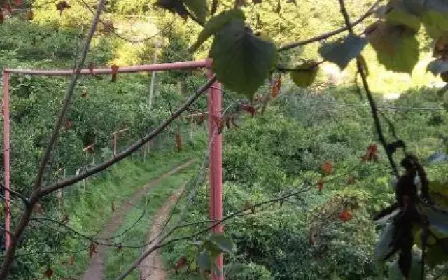 Afsaros