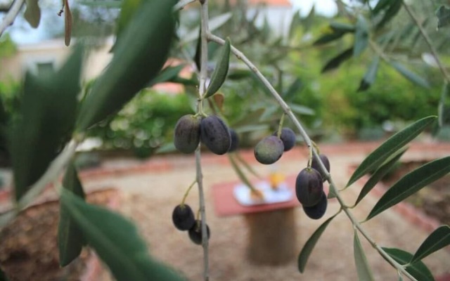 Sea View Apartment Orhideja, Sleeps 4