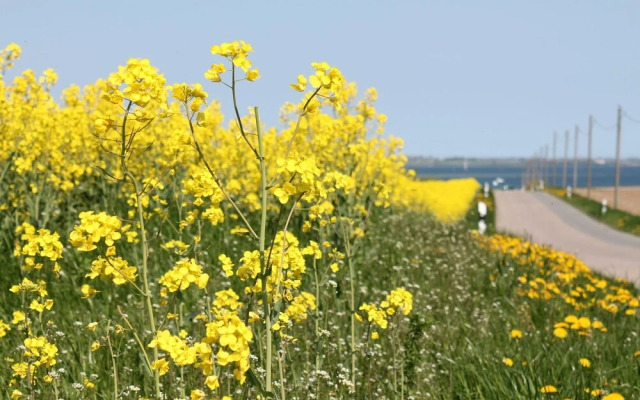 Quaint Holiday Home in Steffenshagen near Sea