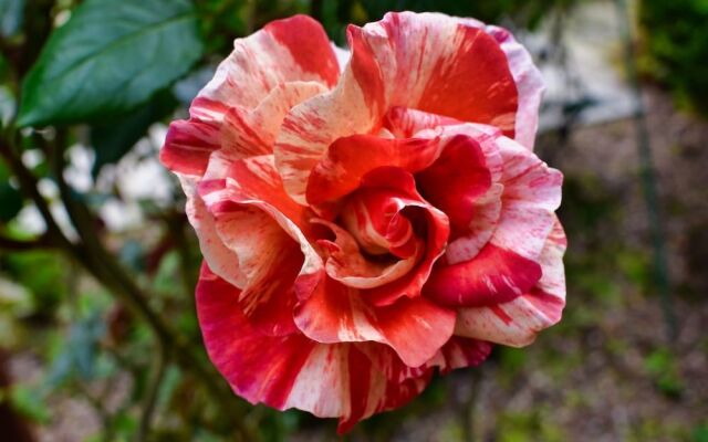 Royle Farm B&B