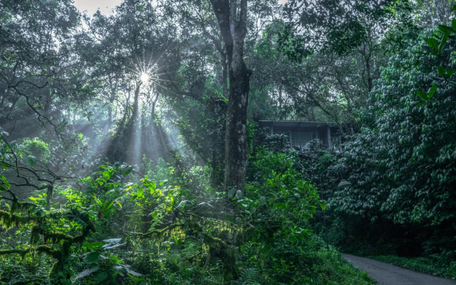 Wayanad Wild Rainforest lodge by CGH Earth
