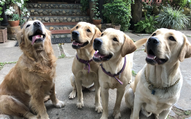 Tranquil Resort - BluSalzz Collection, Wayanad