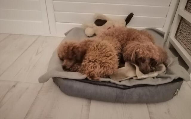Sapphire Beach Pet Friendly Beach 5 minute walk