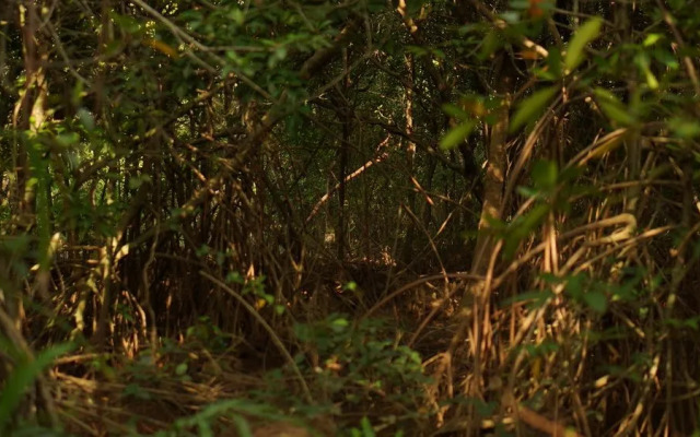 Camp Kush by Hostel Unawatuna