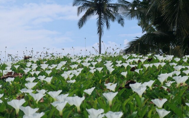 Afro Beach Eco Resort