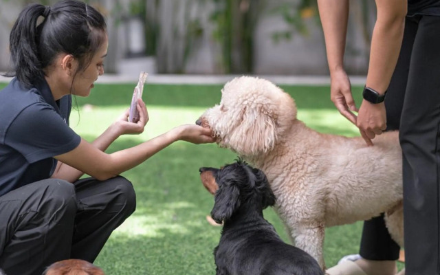 Ketawa Pet Friendly Hotel