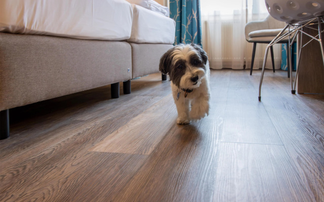 Best Western Plus Palatin Kongresshotel