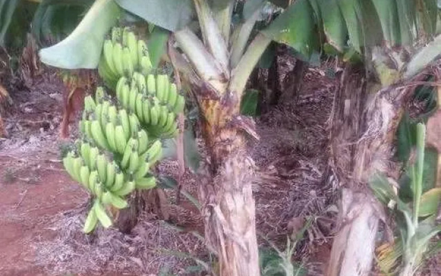 Jijia Apartment Hotel