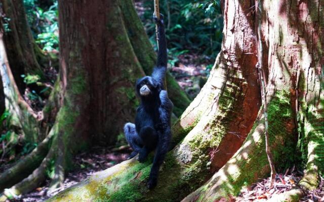 Sumatra Orangutan Discovery Villa