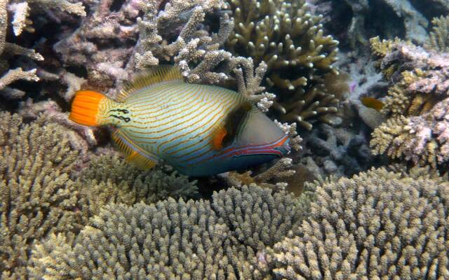 Chumbe Island Coral Park