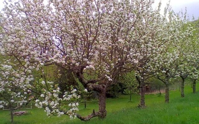 La Hulotte