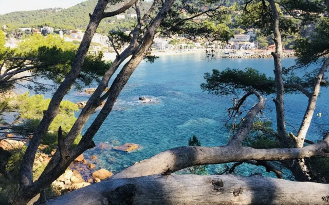 Pet-friendly Apartment Near Beach