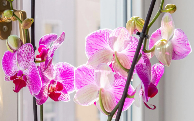 Yeshello Elegant Apartment near Central Vienna