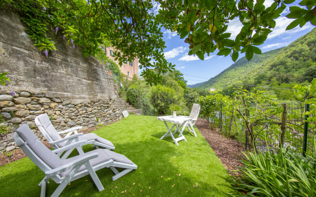 Glicine among vineyard