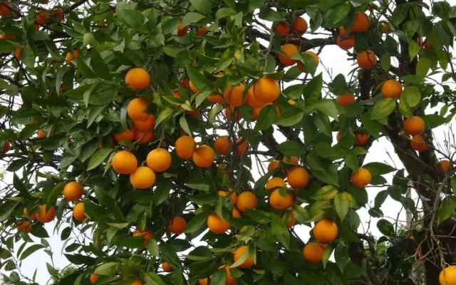 A Casa Com 2 Pereiras