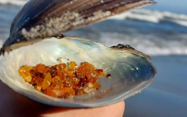 Apartament Biała Foczka