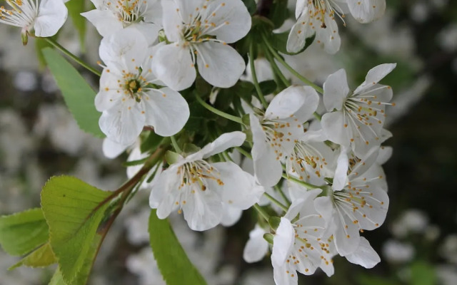 Sunlit Apartment with Garden in Steffenshagen