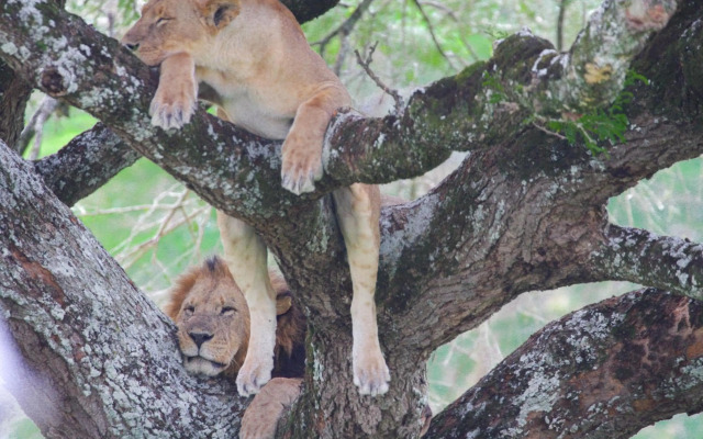 Lake Nakuru Lodge
