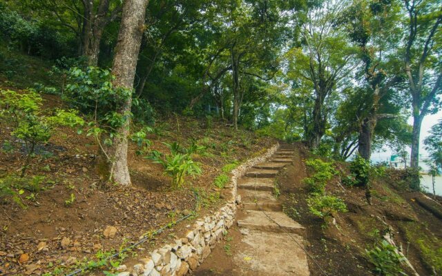 Forest Glade