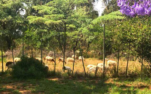 Modimolle Funky Stay Backpackers