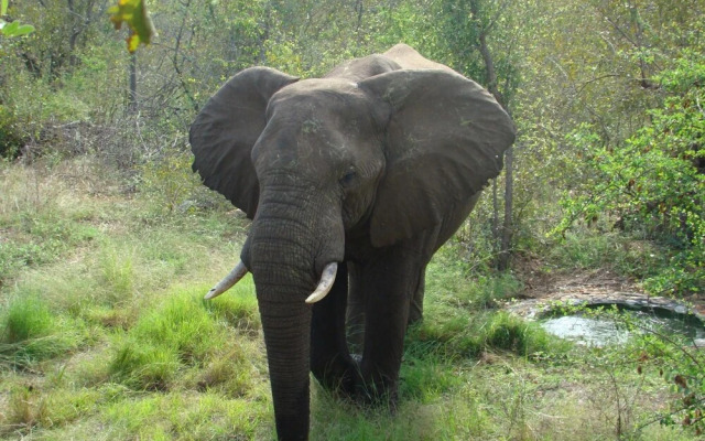 Muweti Bush Lodge