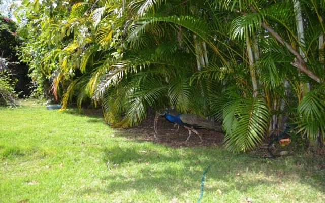 4 Bedroom Villa, Private Pool, Security, Ocean View