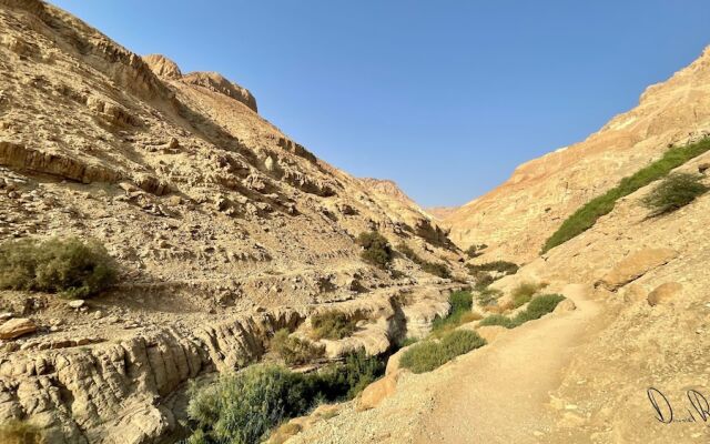 Roxon Desert Arad